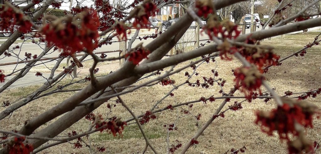 witch hazel in bloom